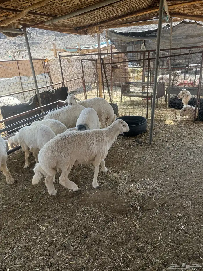 طليان. والتيوس ذبايح. 35