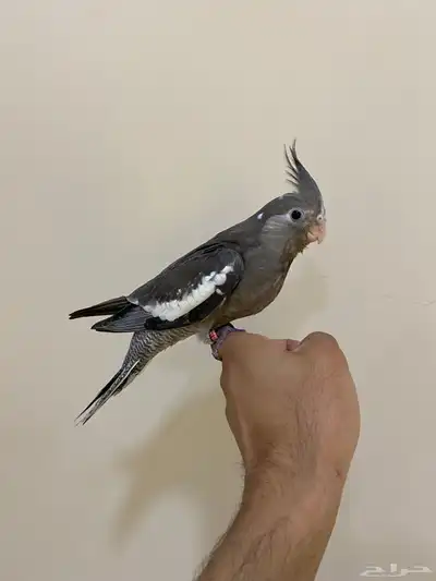 فروخ كوكاتيل( كروان ) index