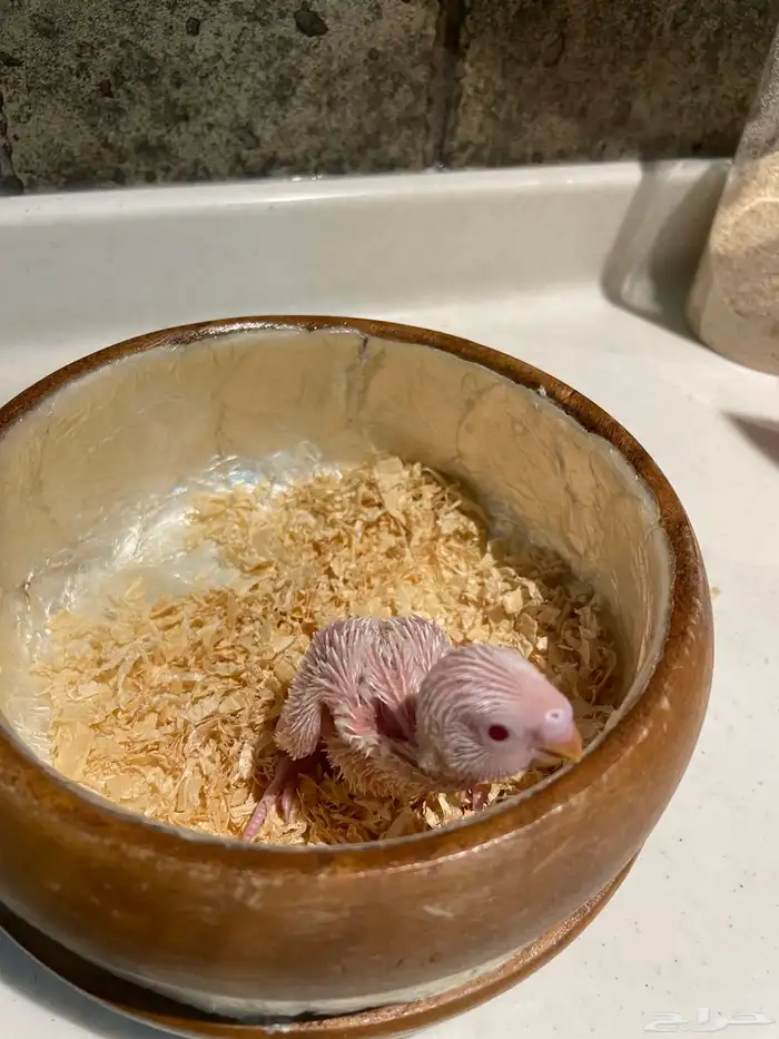 فروخ بادجي 2