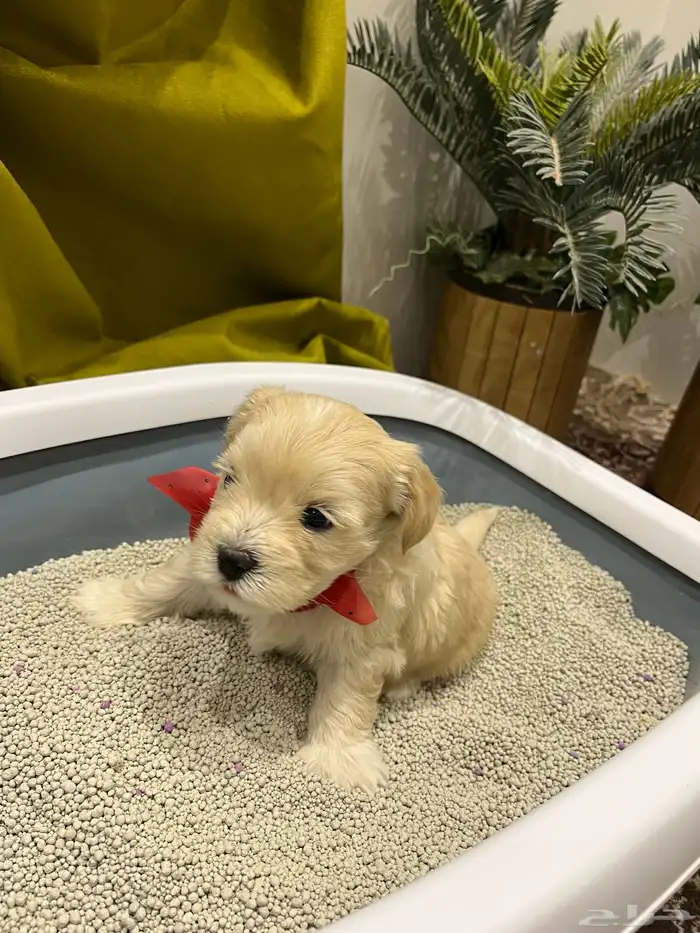 كلبة زينه للبيع معها عياله 7