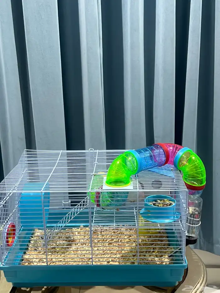 هاميستر للبيع أم وأب وطفلين مع قفص واكل ونشاره 1