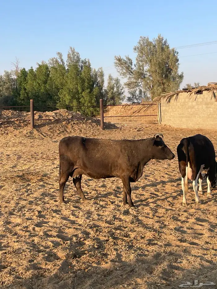 بقرة هولنديه 1