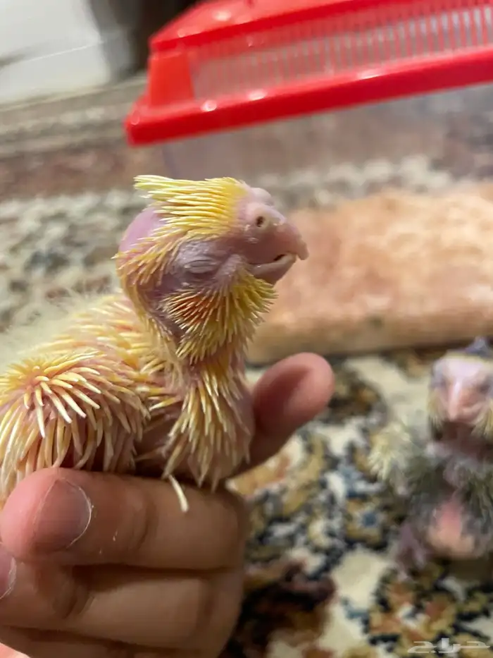 فروخ كروان غر للبيع 0