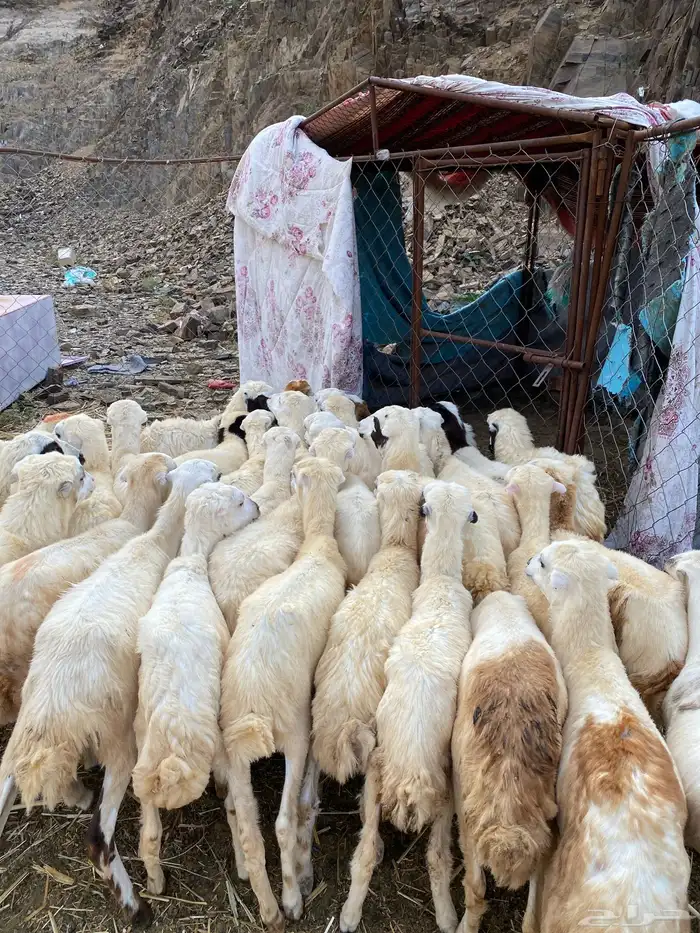 رخال رفيديات 0