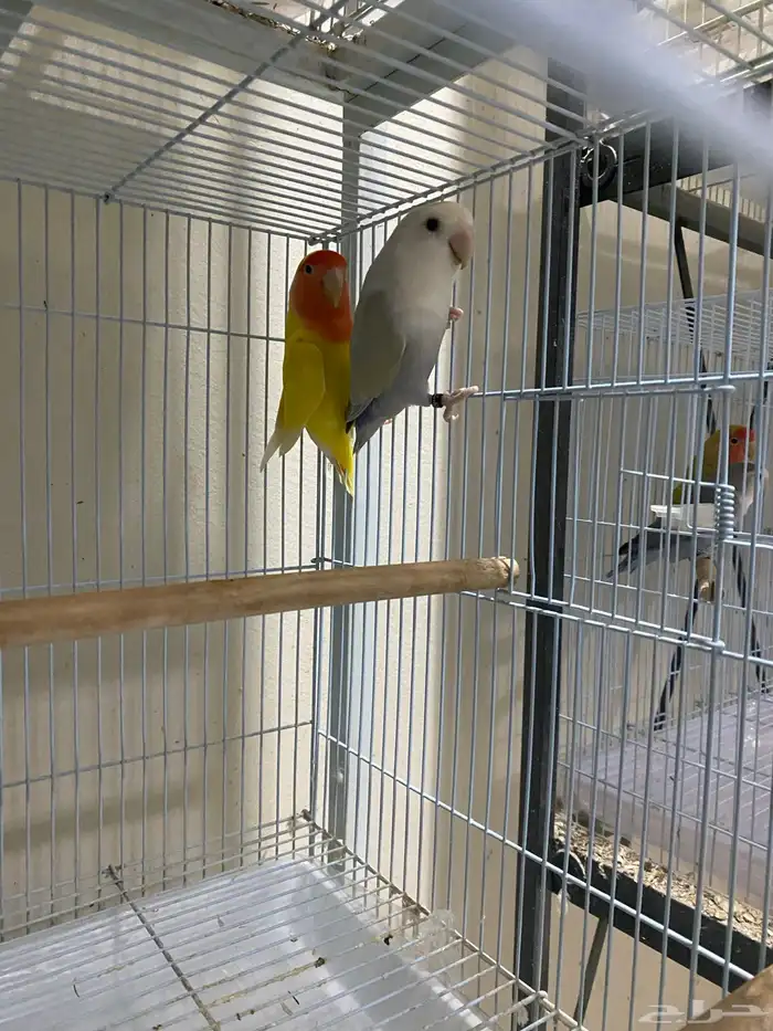 طيور روز وبادجي 1