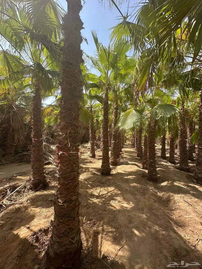 نخل امريكي واشنطني 2