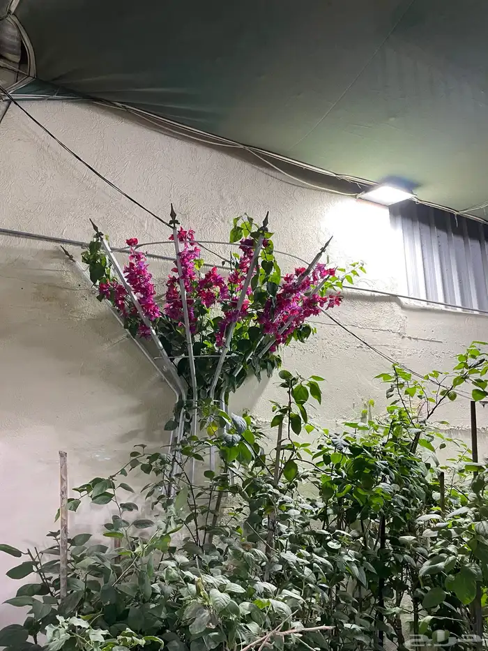 ستاندات للجهنمية و المتسلقات 4