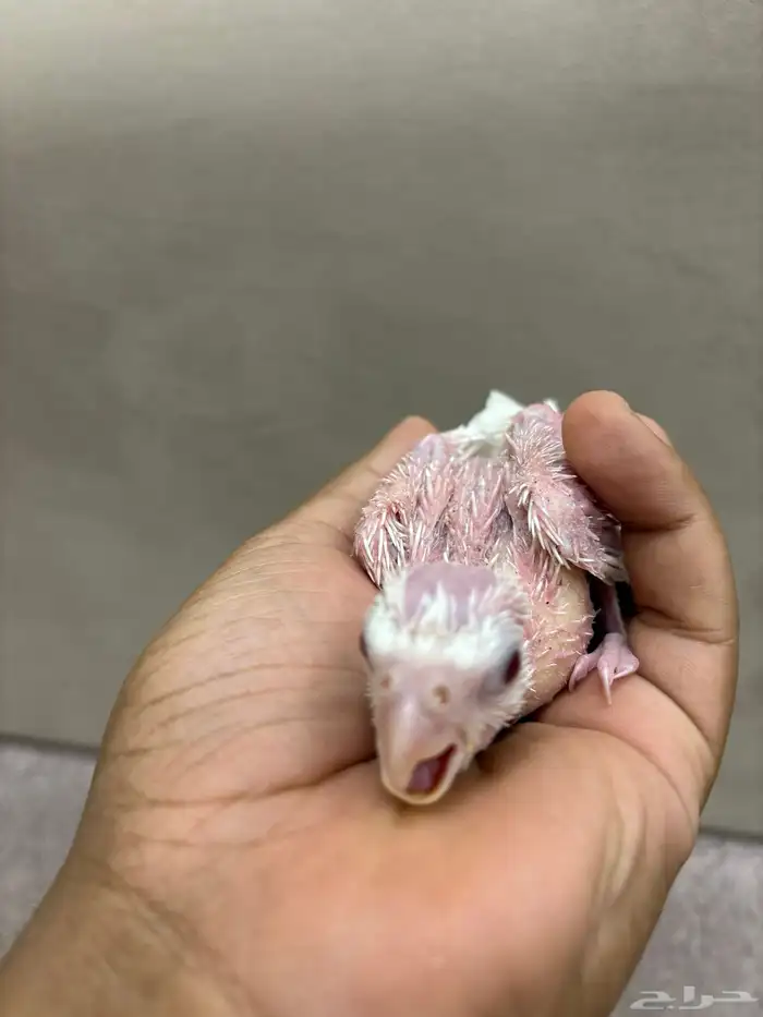 فروخ كروان البينو و لاتينو 8