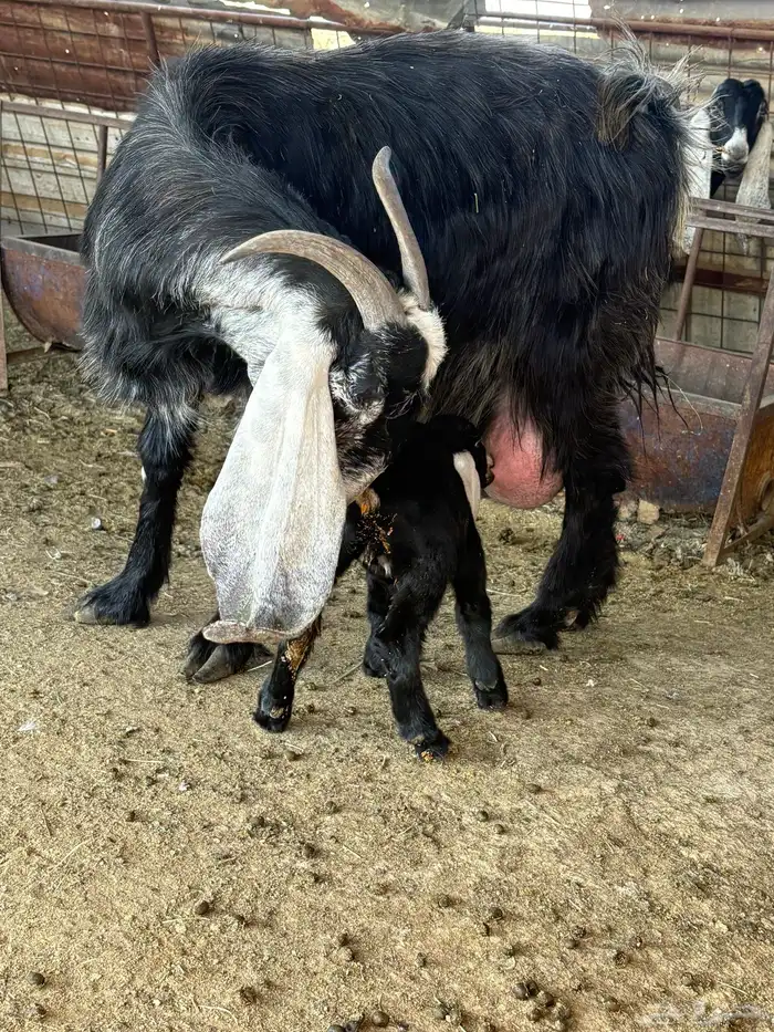 لبيع عنز عارضيه ااصل تحتها جفرتين 1