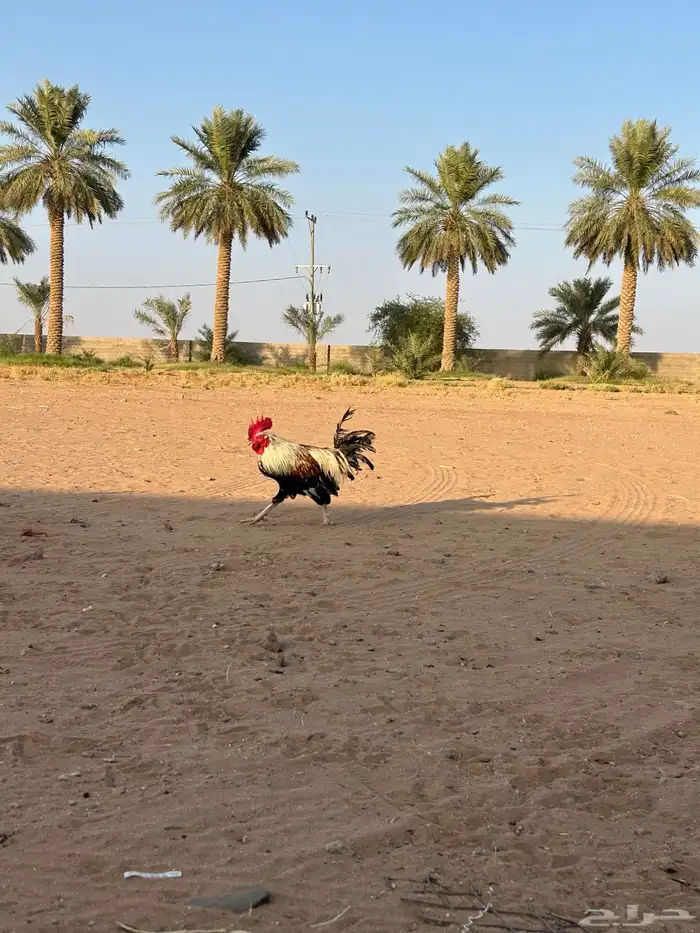 السلام عليكم دجاج بلدي للبيع 3