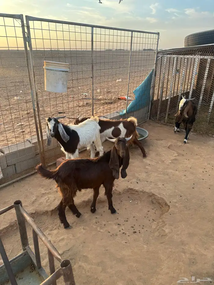 تيوس شاميه وهولنديه جذاع 1