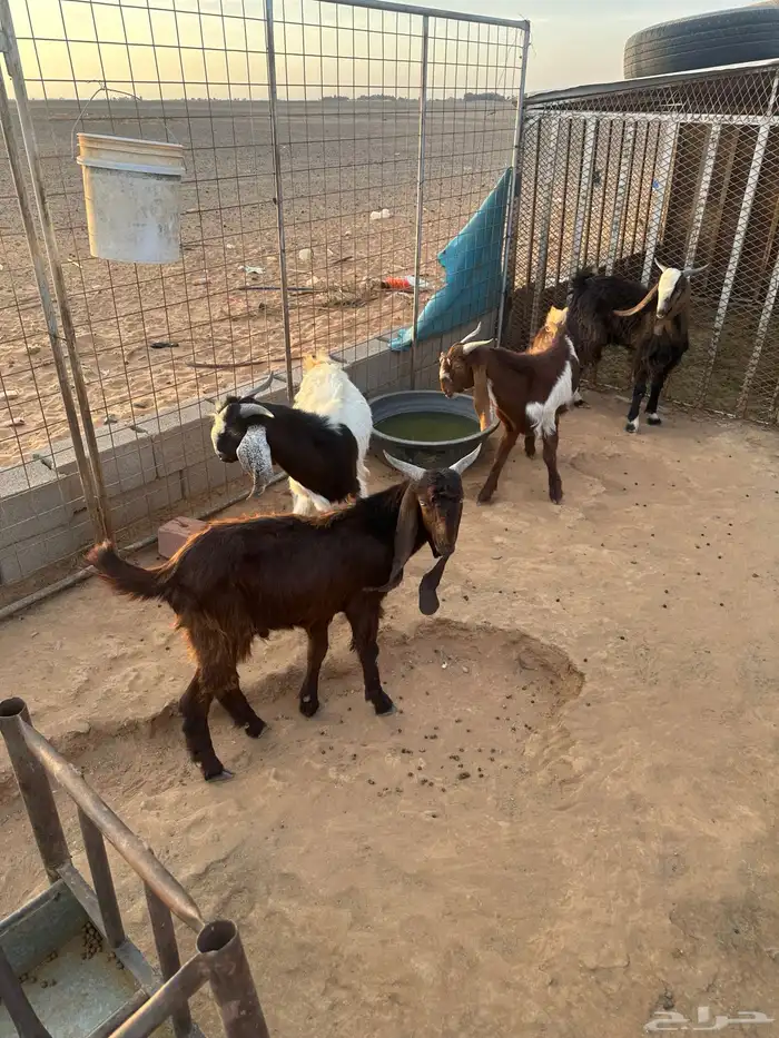 تيوس شاميه وهولنديه جذاع 0