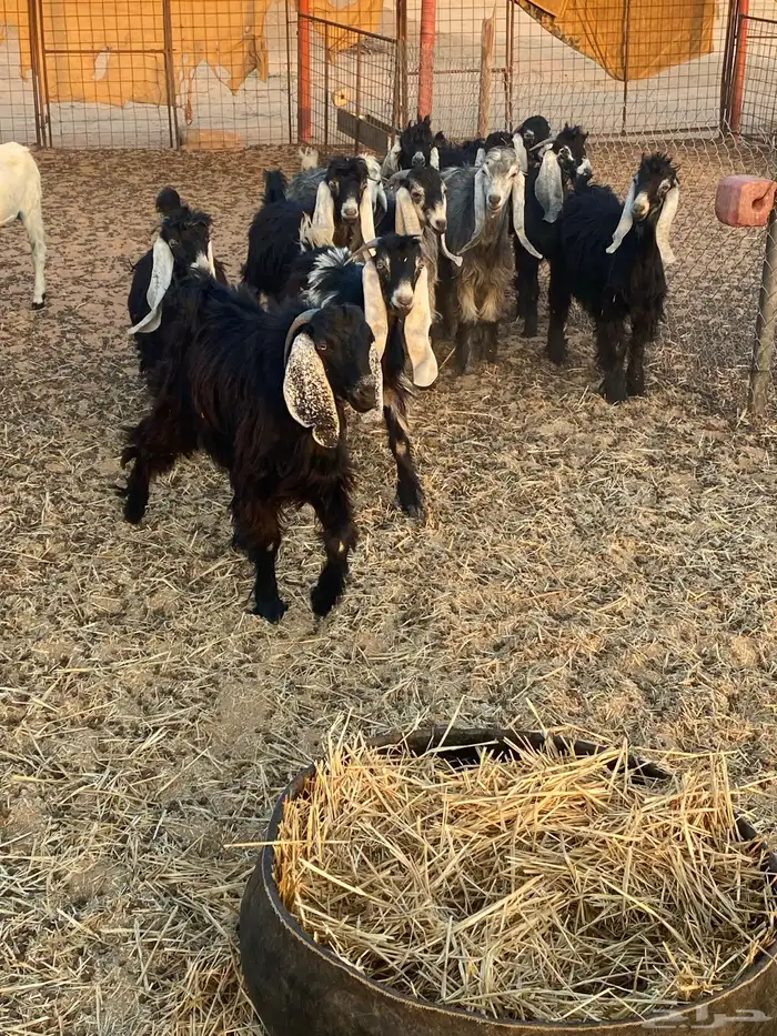 للبيع تيوس 1