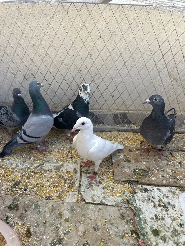 حمام زاجل وقلاب علئ السوم 0