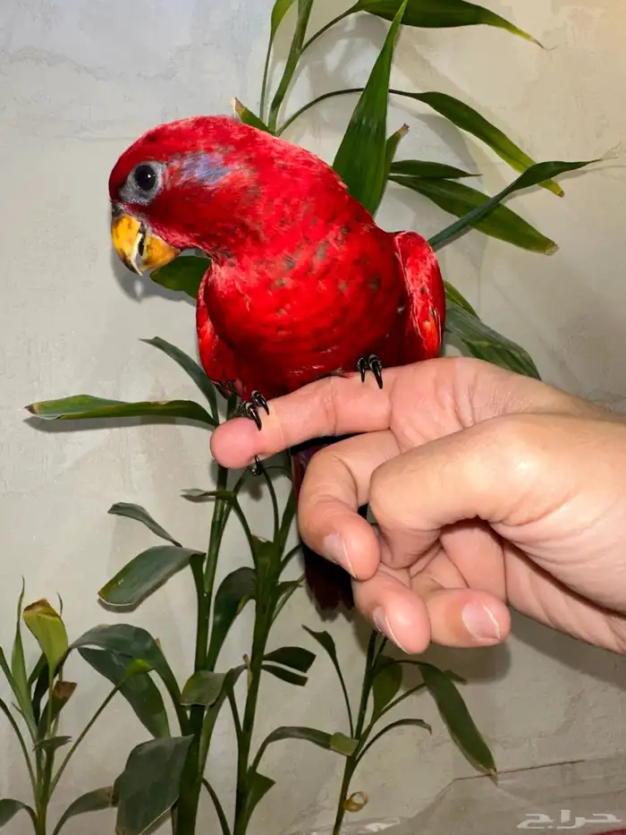 لوري رد صافي هدد مجنون بداية كلام 2