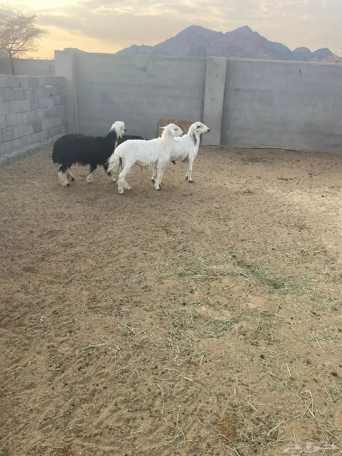 طليان 2 ورخال 1 طيبه الحد 1200 جمله وتفريد 1250 3