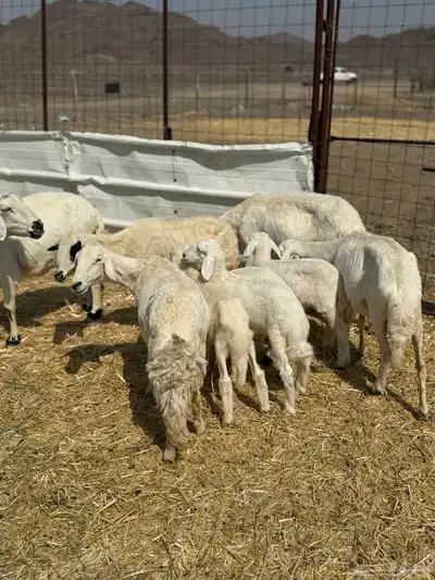 ضان ولد 6 معها 5 index