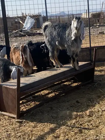 تيوس شحم شحم. ونظيفه. وبريه. العدد 13 فيها جفرتين index