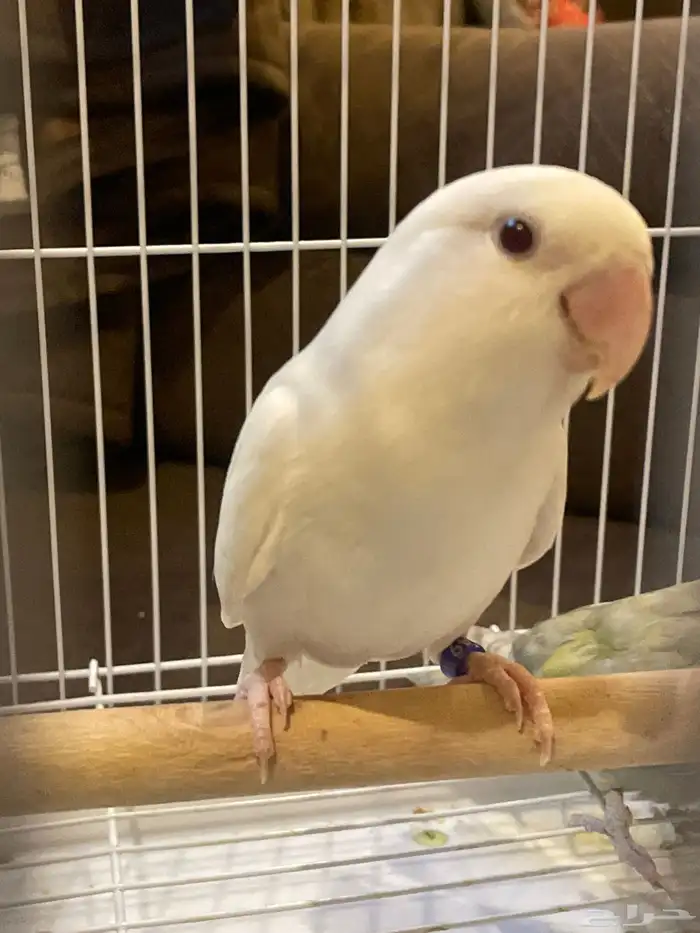 للبيع ذكور طيور روز 0