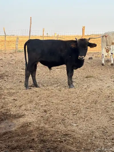 عجل للبيع index