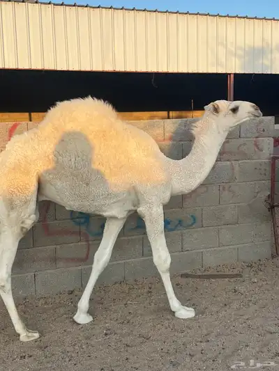 حشوان للبيع index