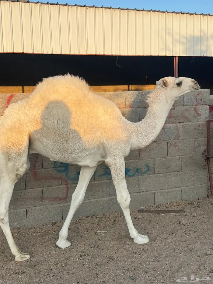 حشوان للبيع 0