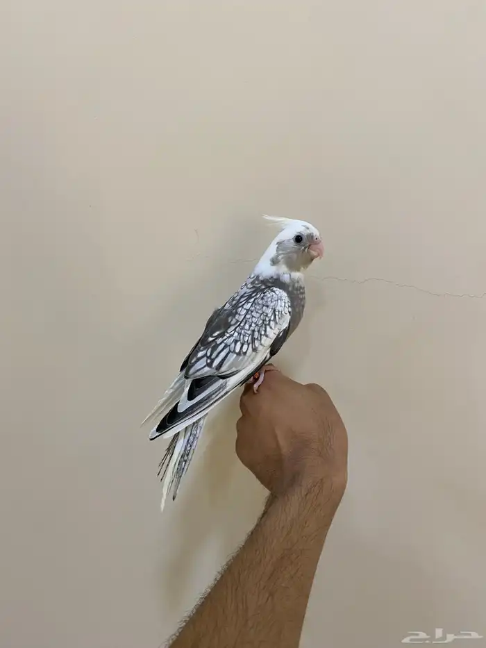 فروخ كوكاتيل( كروان ) 1