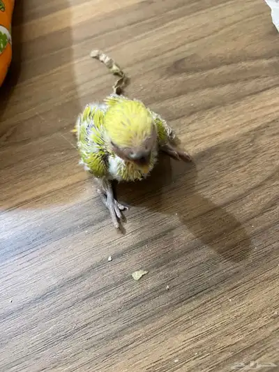 فروخ ببغاء روز index