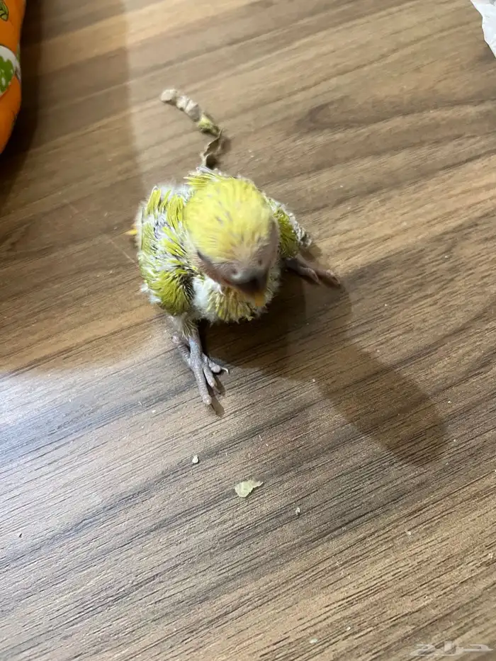 فروخ ببغاء روز 2