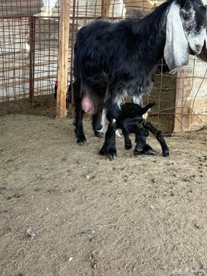 لبيع عنز عارضيه ااصل تحتها جفرتين 3