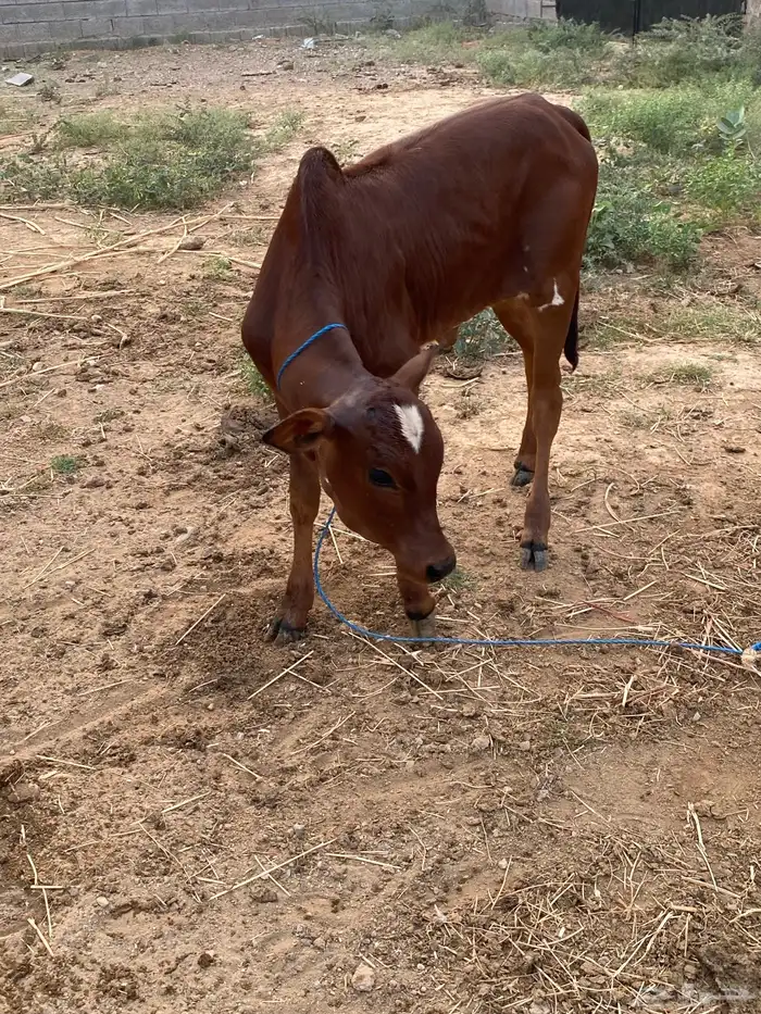 بقره للبيع 3
