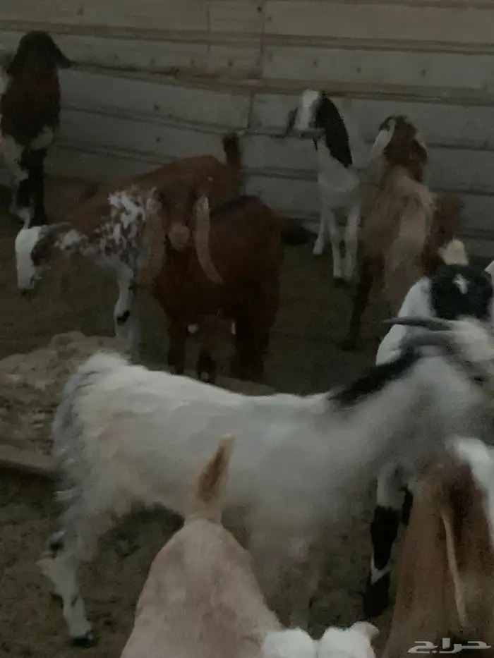 للبيع في الذيبية  حفرالباطن 7