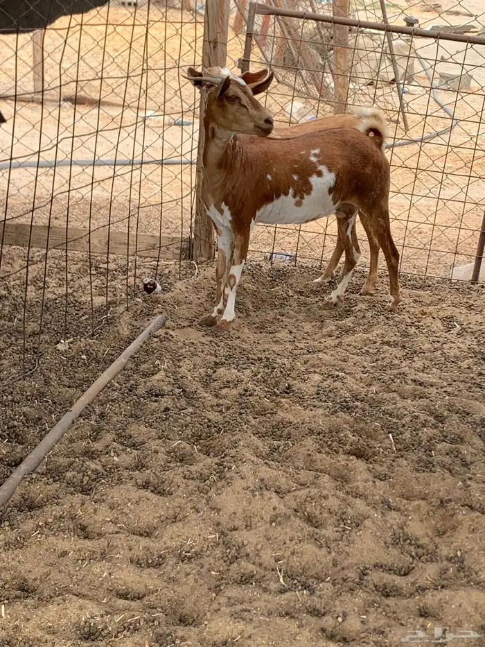 للبيع معزا جنوبية (تم البيع 4