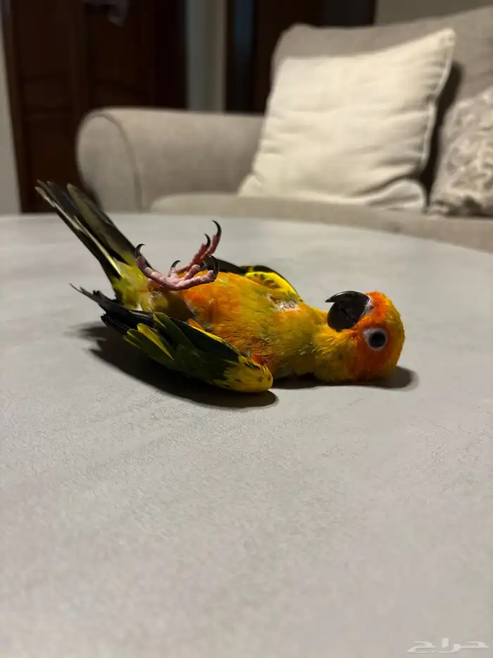 فرخ صن كنيور 3