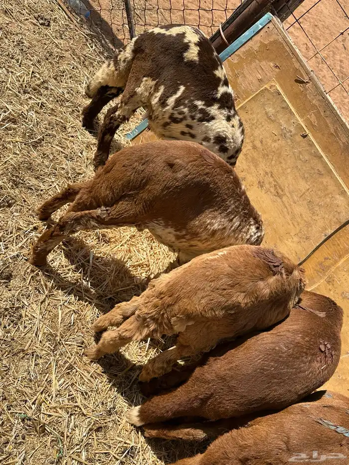 سواكنيات ورفيديات عمر 4 شهور مرابي 39