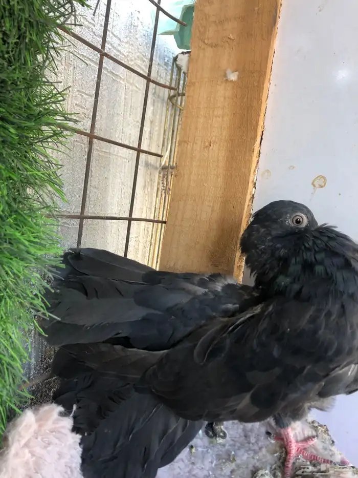 حمام  شماسي 2