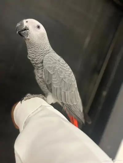 فرخ كاسكو ثلجي index