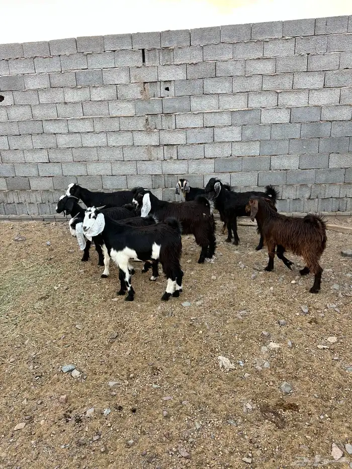 ذبائح الأكحل 20