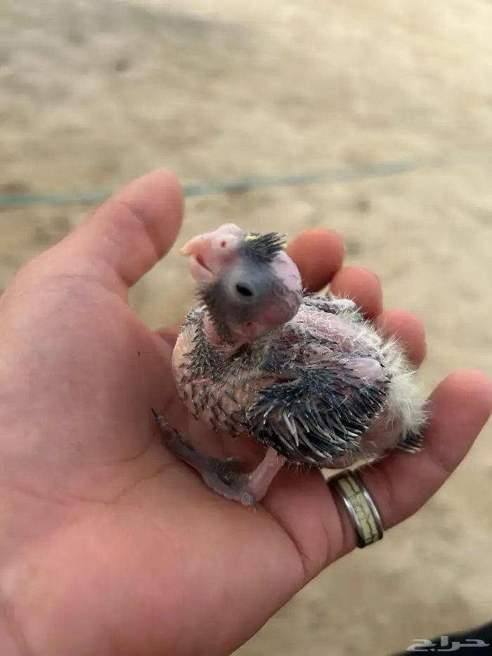 طيور كوكتيل كروان 4