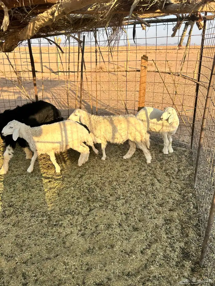 طليان للبيع 0