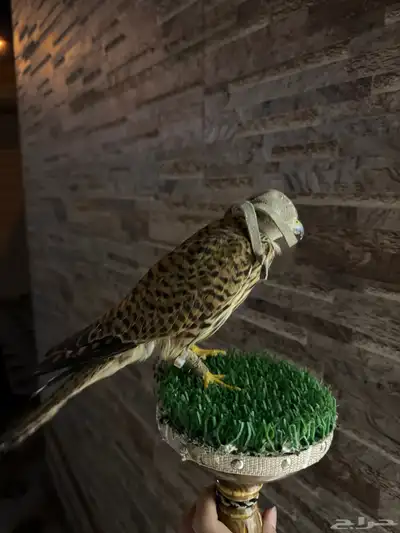 طير بأشق للبيع index