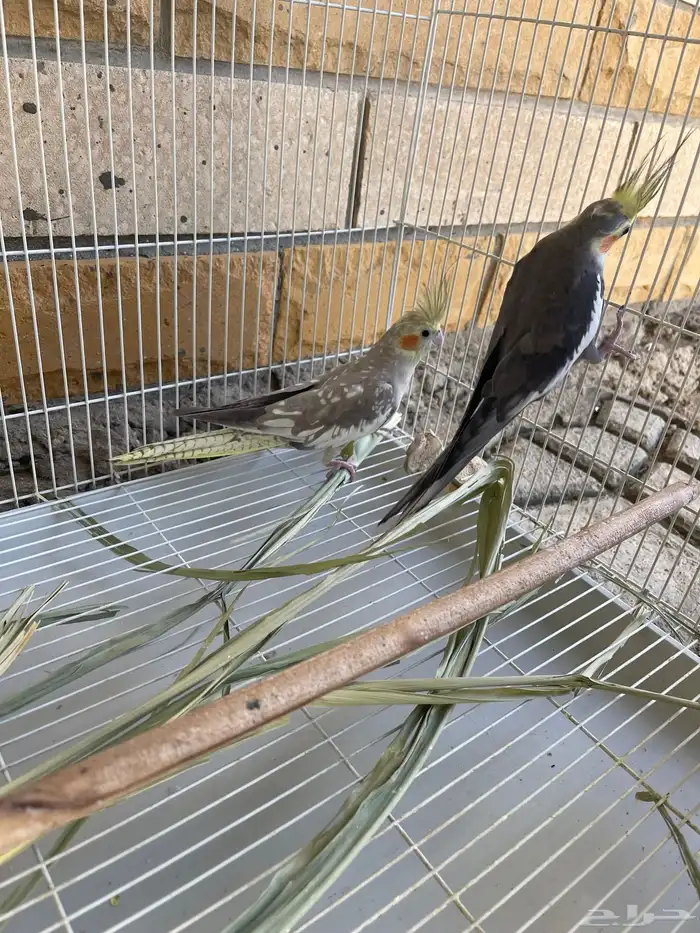 طيور الكروان كروان 7