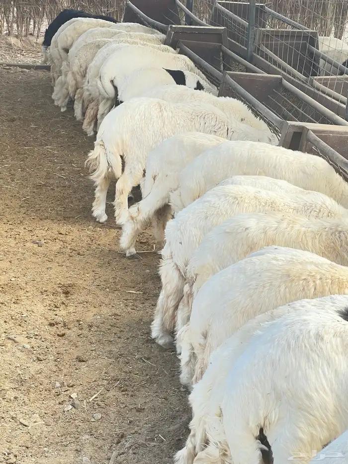 ذبايح للبيع 9