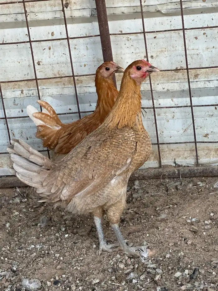 دجاج فيومي اورنج 6