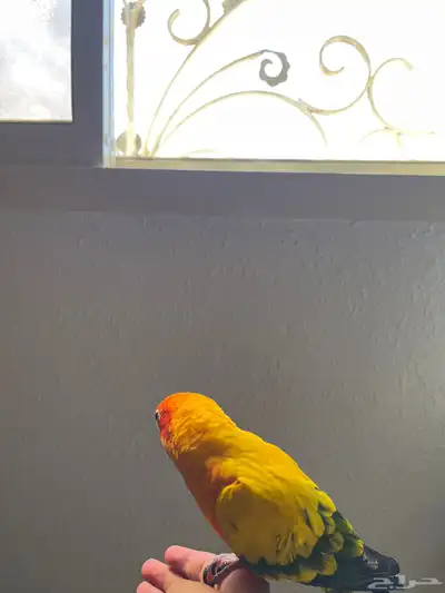 صن كنيور اليف index