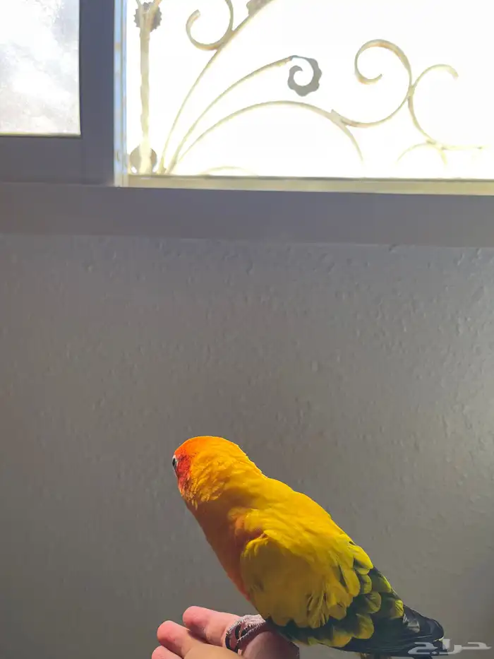 صن كنيور اليف 1