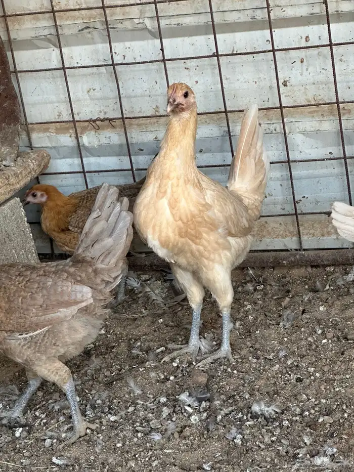 دجاج فيومي اورنج 10