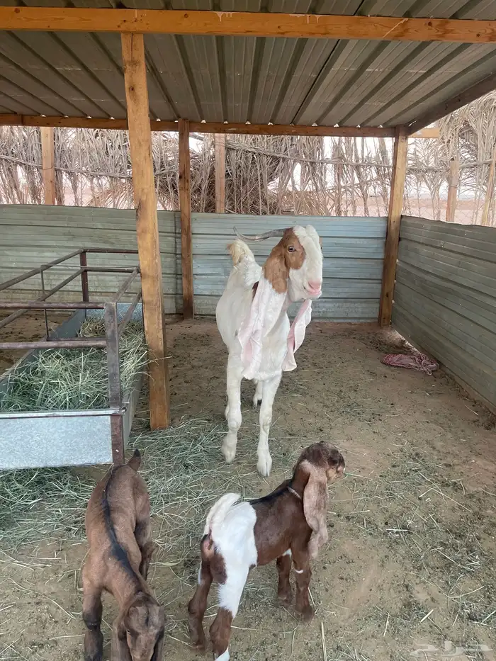 عنز مطوره خصم شعره وجرم وملبه وعرض خد سنها رباع معها اثنين 3