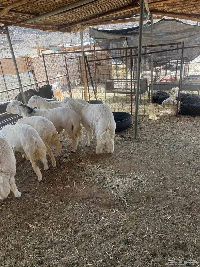 طليان. والتيوس ذبايح. 37