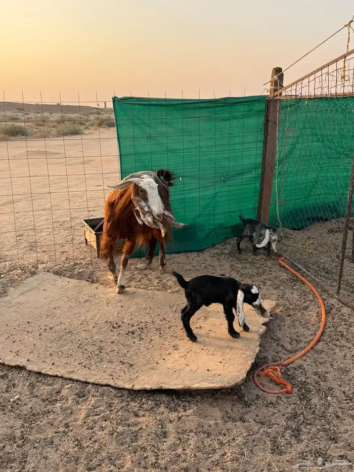 معزاء متاويم 5